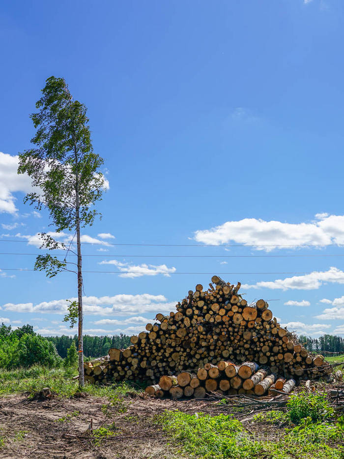 乱砍滥伐成堆的砍伐树木准备运输