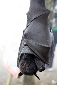一只大蝙蝠倒挂的特写镜头图片