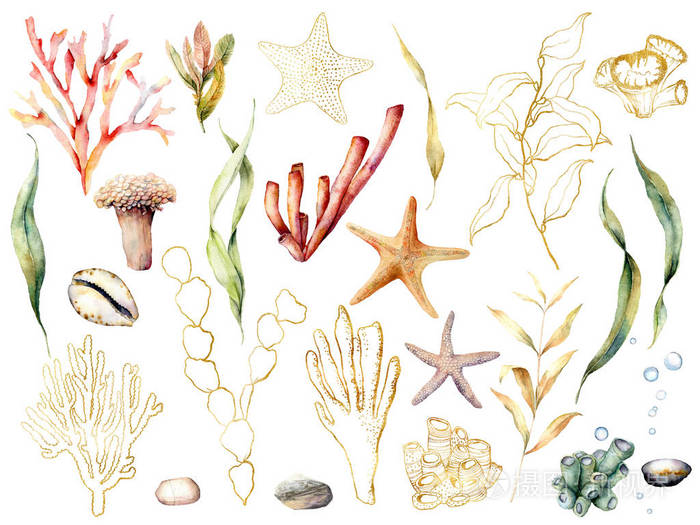 手工绘制的珊瑚礁植物,叶子和树枝孤立在白色背景上.