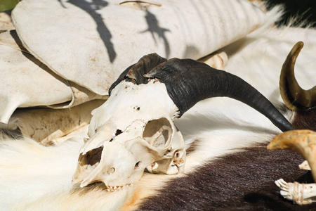 头骨的细节干山羊头骨山羊头骨与在黑色被隔绝的背景的角山羊头骨上红
