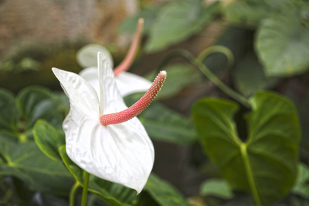 绿叶背景下的白色红掌.插画