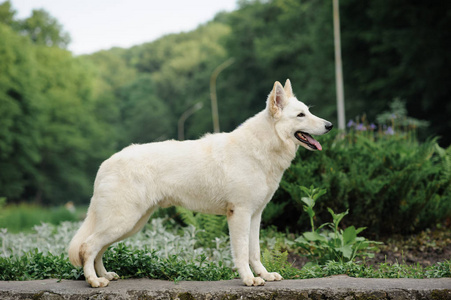 大白狗的品种图片图片