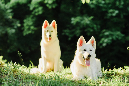 白色瑞士牧羊犬在大自然中散步图片