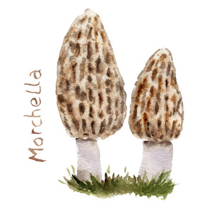 野生羊肚菌图片