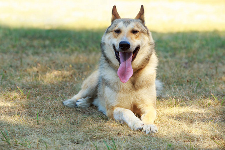 莱卡镜头西西伯利亚莱卡犬种照片