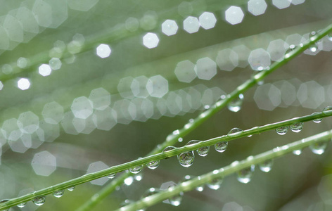 给草坪浇水.下雨.模糊的草地背景和水滴特写.自然.环境概念.照片