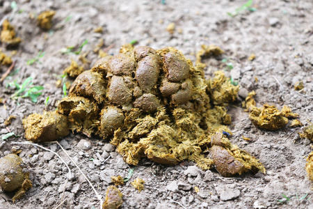 马桶盖大便独角兽农场上有马,泥土和粪便的动物围栏马动物的粪便堆向