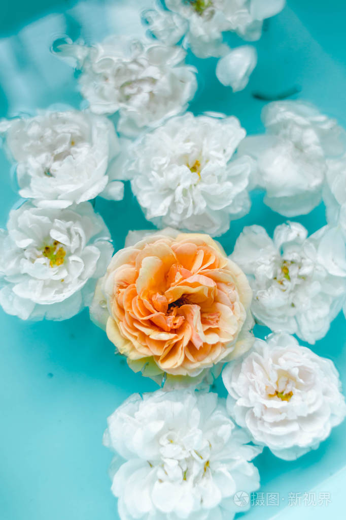 蓝色背景下玫瑰在水中的柔美花朵纹理