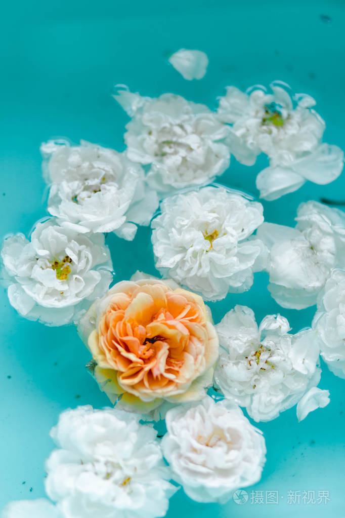 蓝色背景下玫瑰在水中的柔美花朵纹理