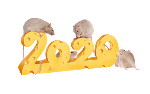 2020年的数字是用奶酪做的,上面有老鼠在玩照片