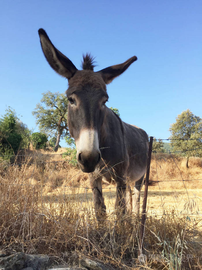 安达卢西亚夏季草甸里好奇的棕色驴子