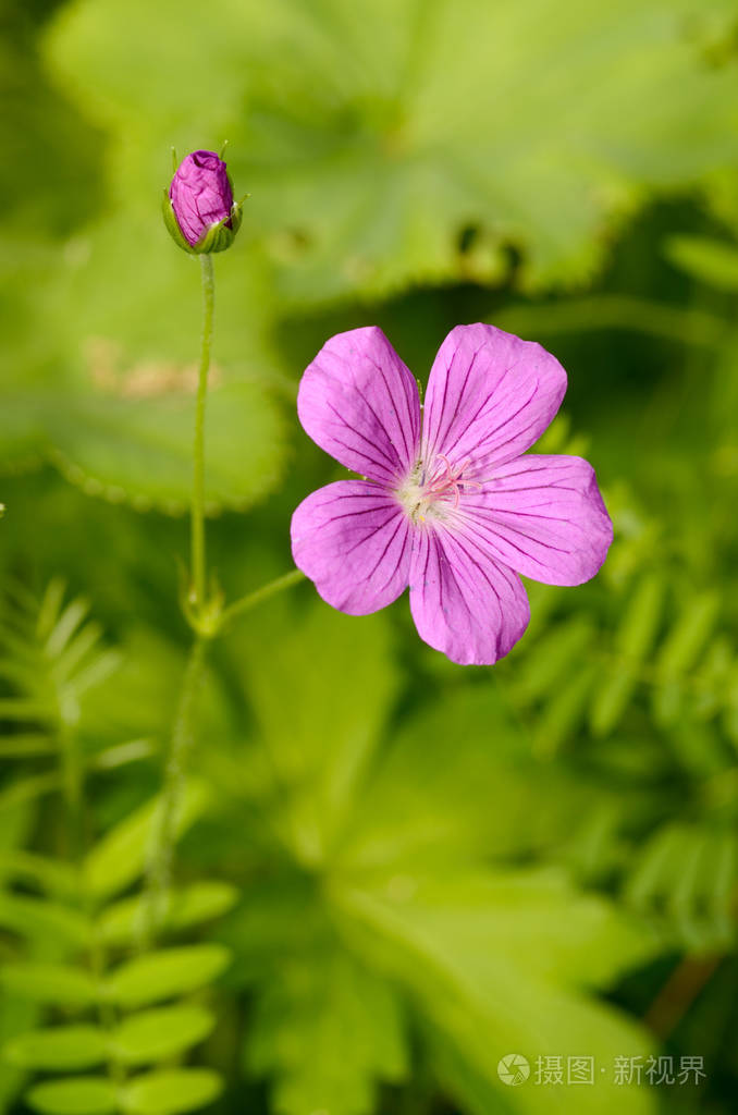 一朵美丽的野花长在草地上