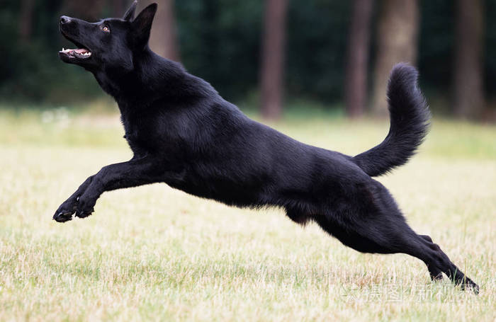 黑狗德国牧羊犬在草地上跳跃