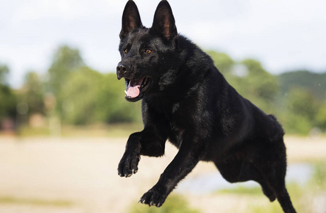 黑色德国牧羊犬沿着河岸奔跑照片