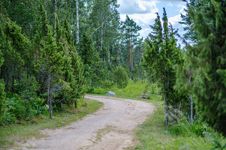 一条靠近高压线的土路乡村景观阳光明媚的一天,森林里的乡村土