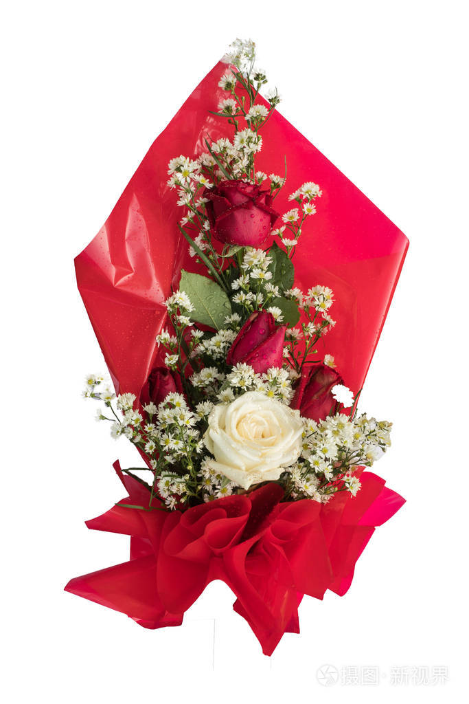 白色背景上的大红色玫瑰花