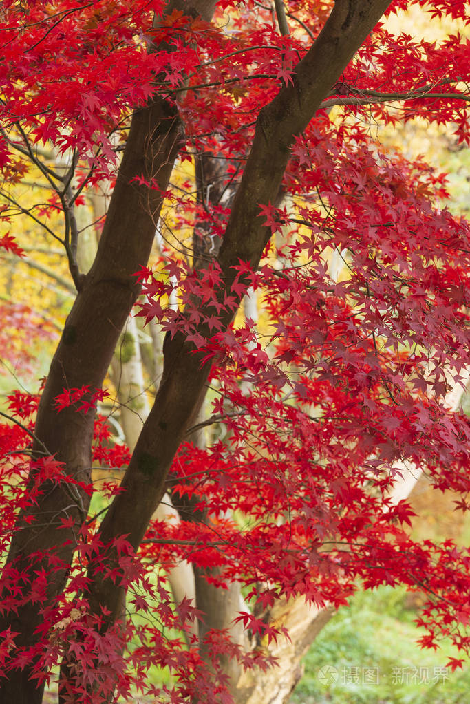 美丽多姿多彩的红黄色日本枫树i