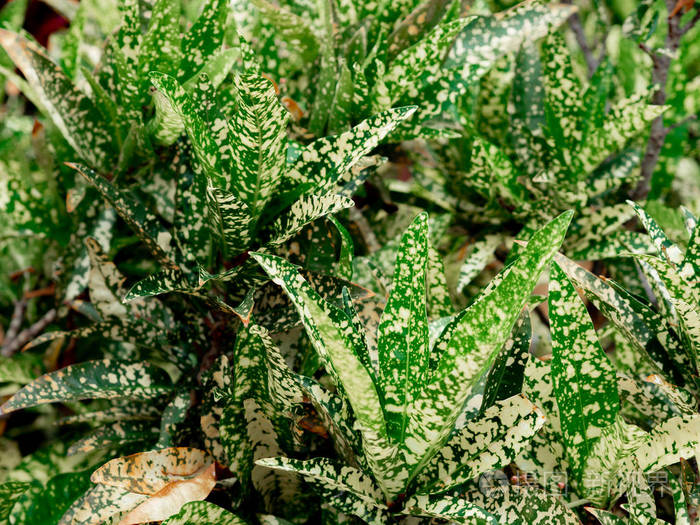 近距离的白绿叶的银绿色植物夏季植物园的灌木丛