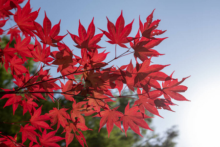日本紫枫红叶照片