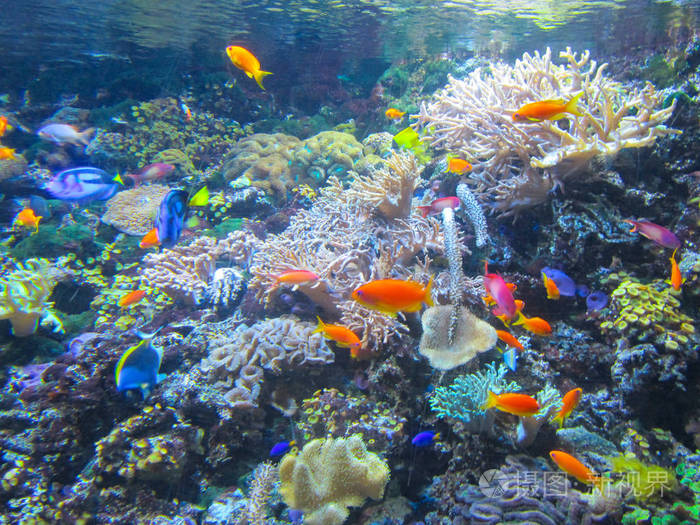 有美丽的鱼植物和珊瑚的水族馆