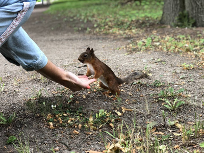 用菊花画的动物图片