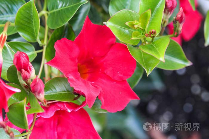 红曼陀罗花,俗称智利茉莉花