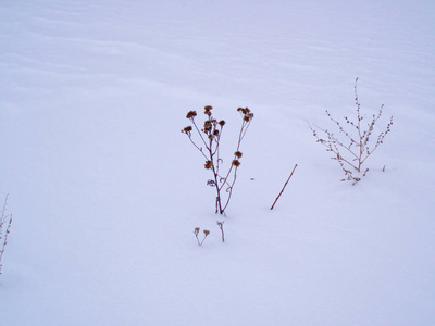 冬天白雪中的干燥植物图片