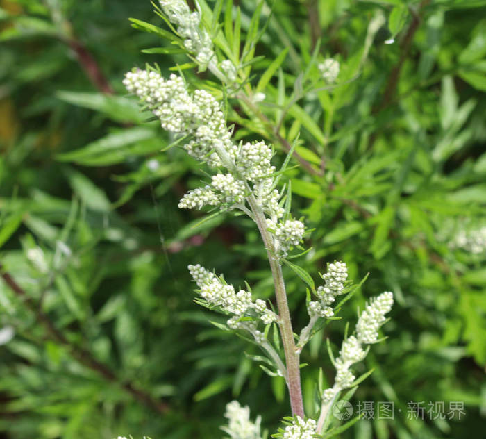 蒿,又称艾蒿,艾蒿,重罪草,菊花,野生艾蒿.春暖花开照片-正版商用图片2