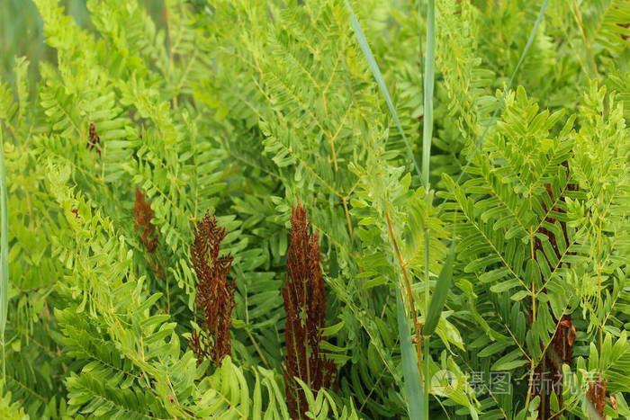 薇菜或皇家蕨类植物春天开花