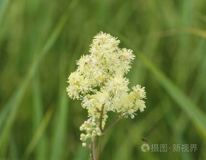黄花沙蒿俗称普通草甸街和黄草甸街春暖花开