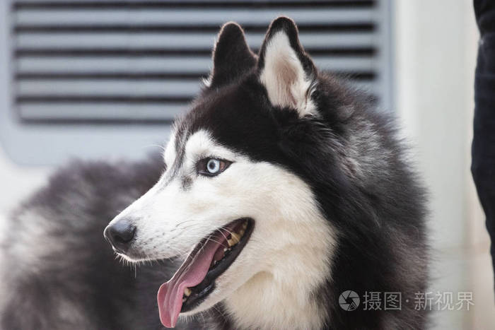 快乐的西伯利亚哈士奇狗的画像惊讶地张开嘴