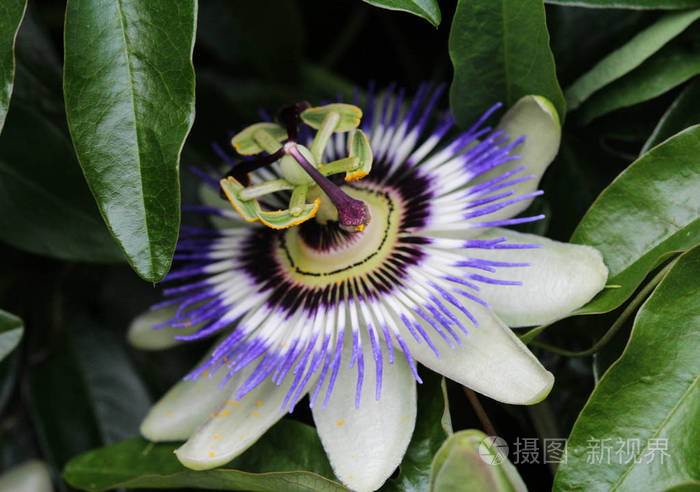 西番莲蓝色西番莲蓝冠西番莲或普通西番莲在花园中盛开