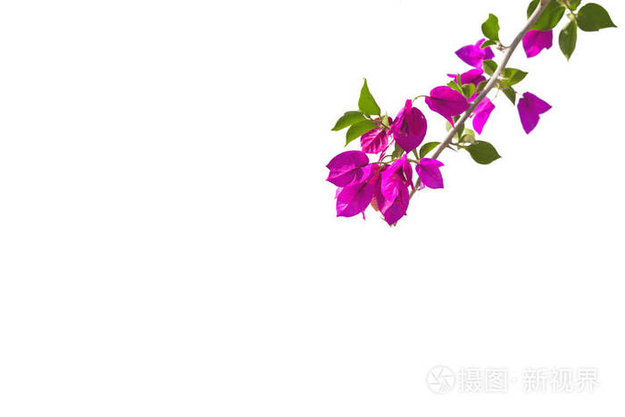 在白色背景上分离的盛开的三角梅花枝