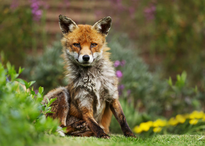一只红狐狸在花丛中的特写镜头图片