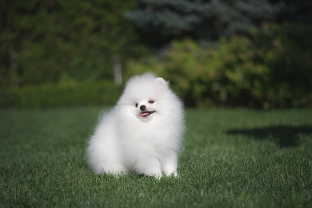 可爱有趣的小白狗德国斯皮茨小狗在草地上奔跑玩耍和坐着照片