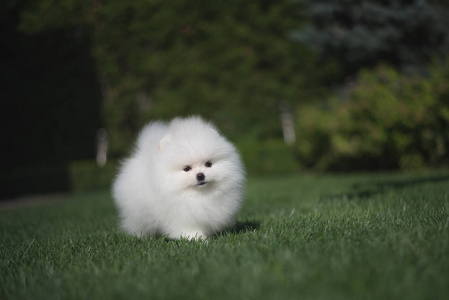可爱有趣的小白狗德国斯皮茨小狗在草地上奔跑玩耍和坐着照片
