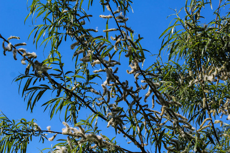 柳树的叶子图片