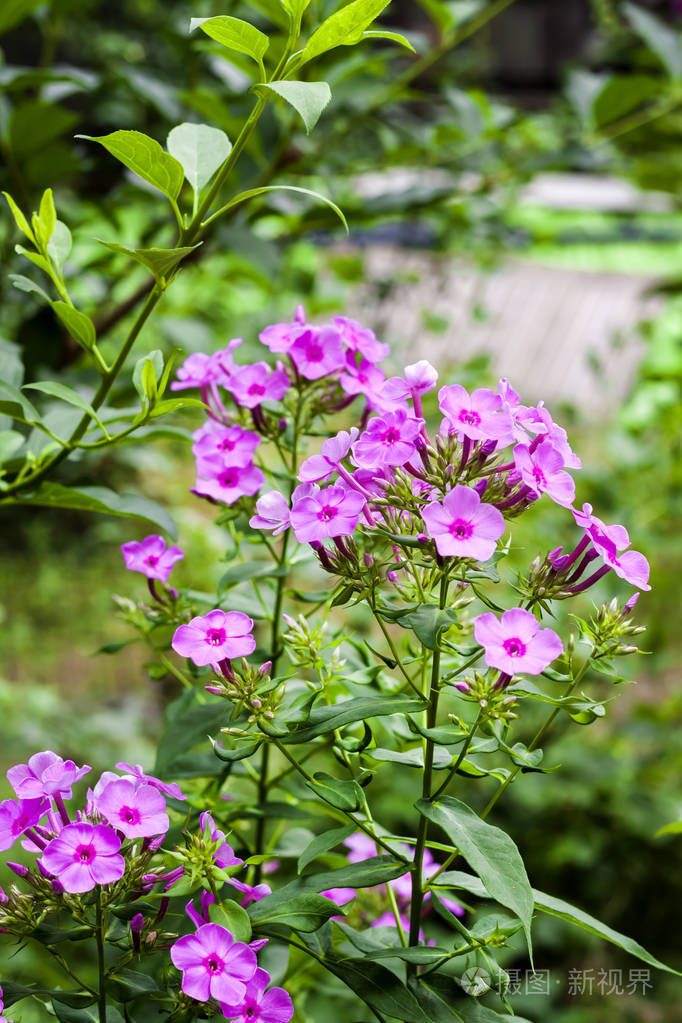 紫色花园福禄考特写绿色树叶背景