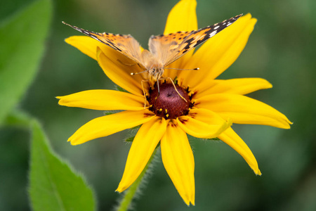 蝴蝶凡妮莎卡迪坐在一朵黄花上,用它的喙喝花蜜.照片