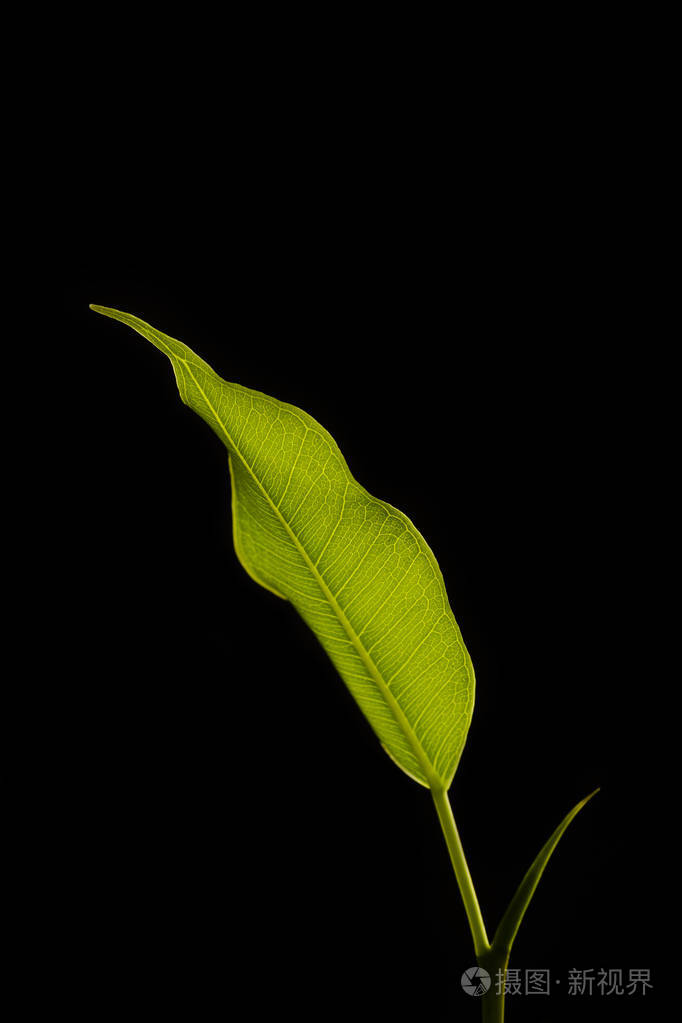 黑色背景的本杰明榕绿叶