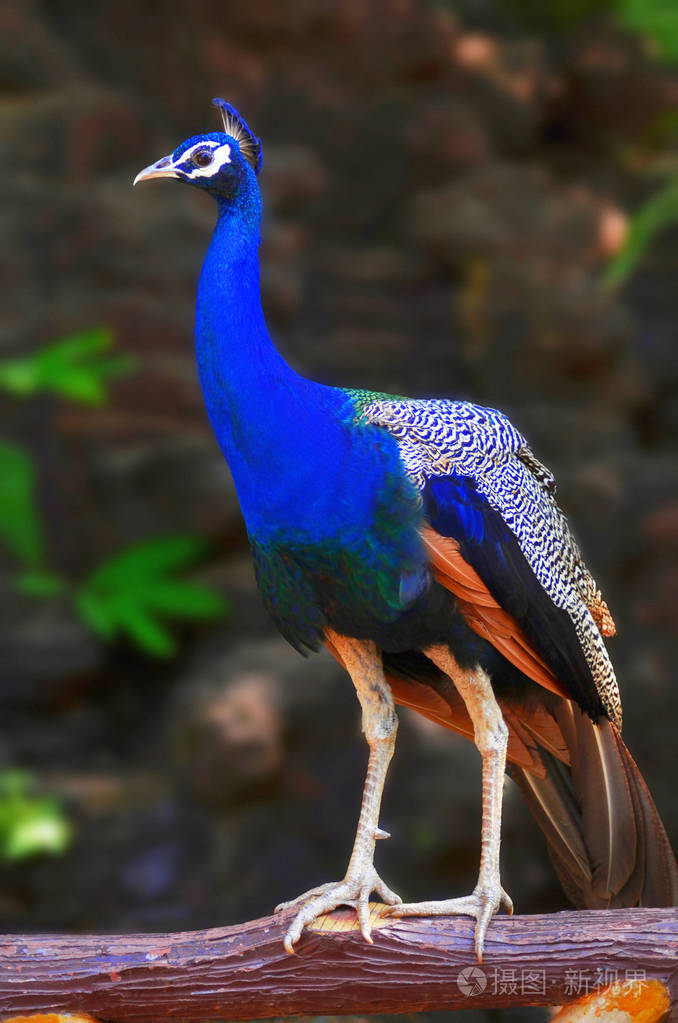 帕瓦纳大坝孔雀近景