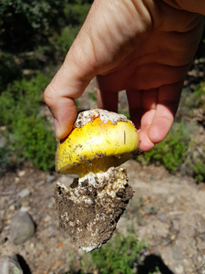 凯撒蘑菇图片-凯撒蘑菇素材-凯撒蘑菇插画-摄图新视界