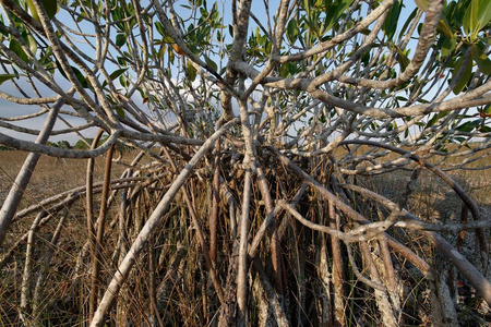 日出在矮柏树森林在大沼泽地国家公园佛罗里达州