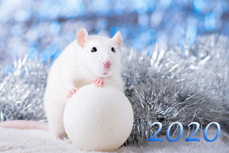 2020年的象征-白色或金属(银)老鼠.圣诞装饰可爱老鼠照片
