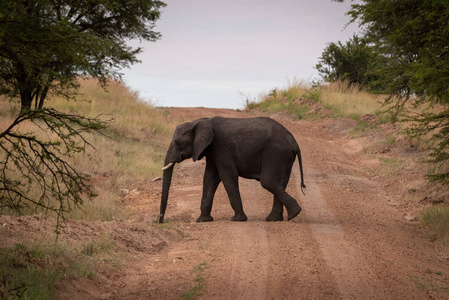 非洲象穿过树林间的小路图片