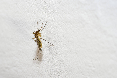 一只长鼻突出的蚊子坐在白色的墙上.文本空间照片