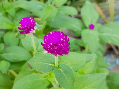 公共花园里的紫苋菜正在盛开图片