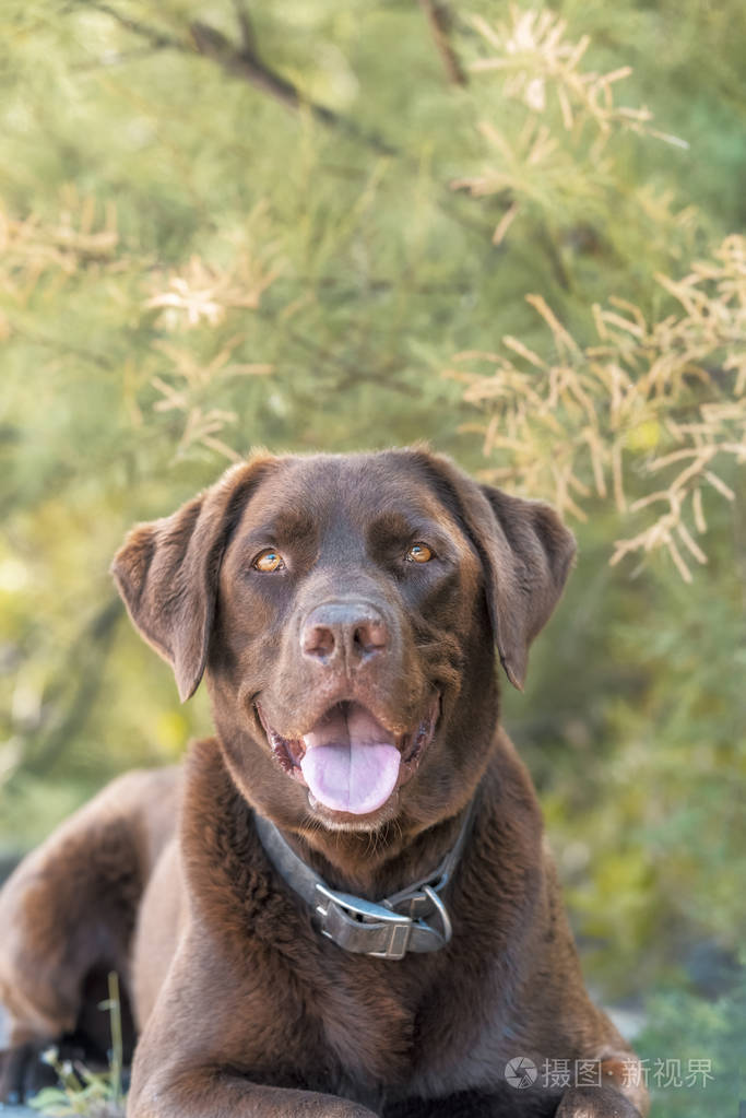 一只美丽的棕色拉布拉多犬坐在树荫下的肖像