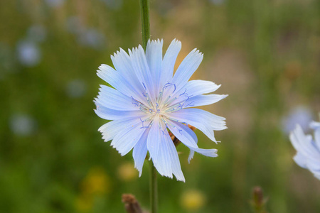 菊苣花特写图片