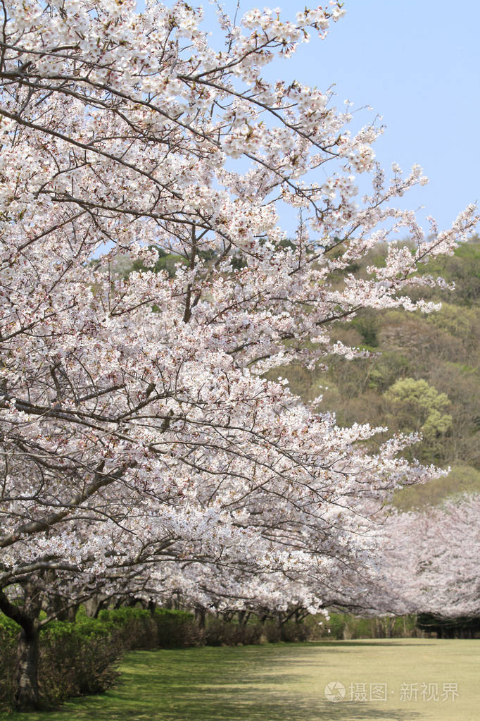 日本静冈东伊豆伊那托里高地的一排樱花树